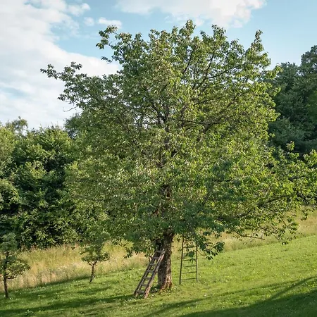Vineyard Radulja Daire