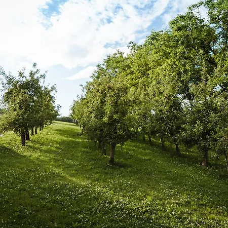 Vineyard Radulja *